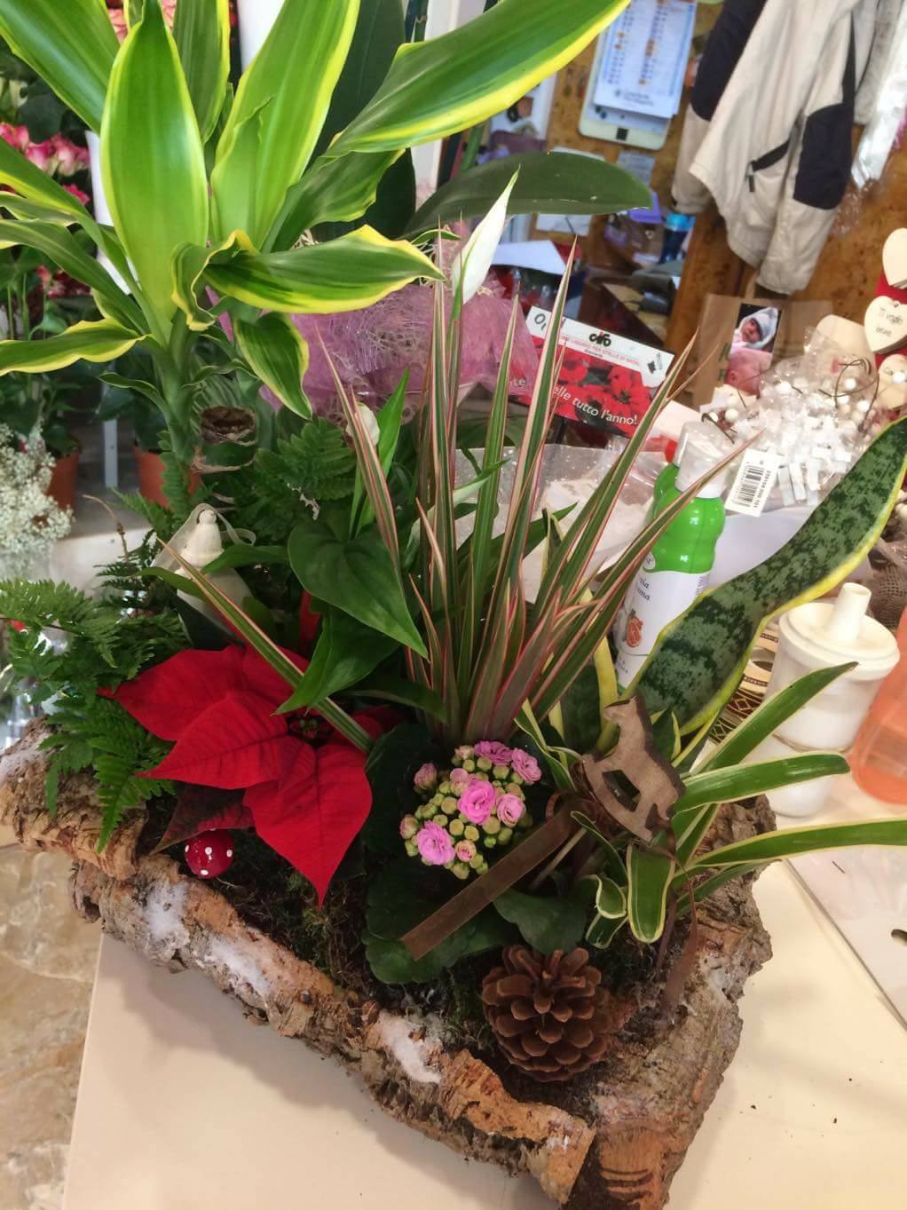 Natale Composizione Stella di Natale e Piante Verdi Fioreria Bruseghini Besenello Trento